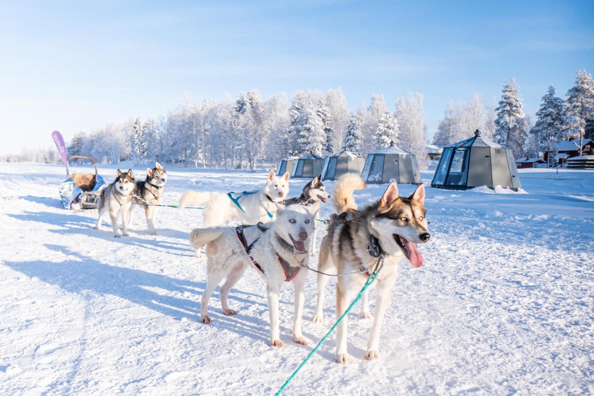 Arctic Guesthouse & Igloos Ranua Buitenkant foto